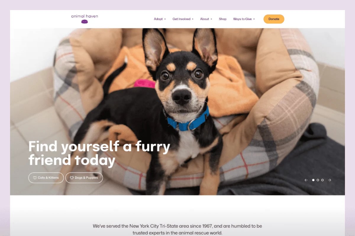 Animal Haven homepage design
